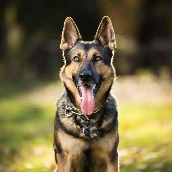 Kamila